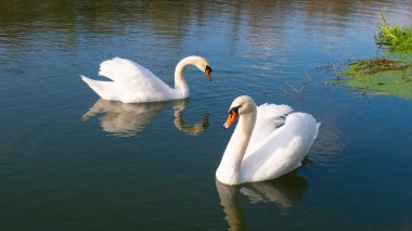 Mavi gölde iki beyaz kuğu.