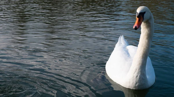 Белый Лебедь Голубой Воде — стоковое фото