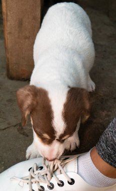 Beyaz ve kahverengi köpek yavrusu beyaz ayakkabı bağcıklarıyla oynuyor.