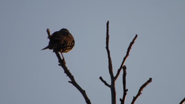 Starling Una Rama Árbol Atardecer — Vídeo de stock