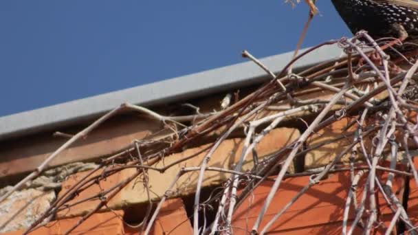 スターリング市は巣のためにくちばしに乾いた小枝を運びます — ストック動画