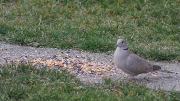 Kumru Avludaki Kuşlar Için Tahıl Yiyor — Stok video