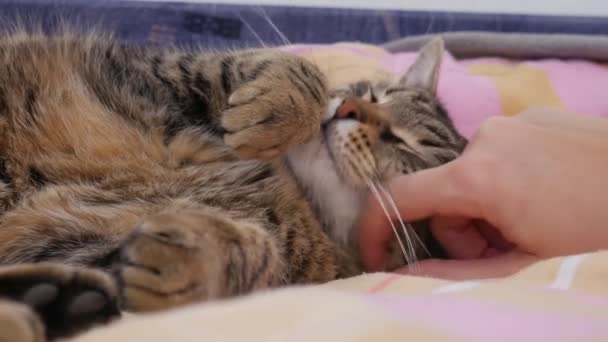 所有者の女性の手は ベッドの上で寝て縞模様の猫をペット — ストック動画