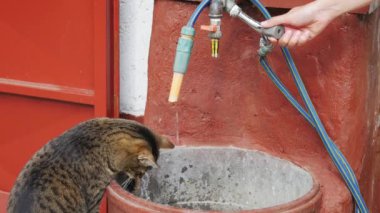 Dişi el suyun damlamasına izin verir böylece kedi damlacıkları yakalayabilir.