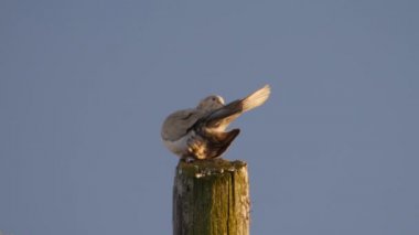 Gri güvercin kuyruğunu temizler.