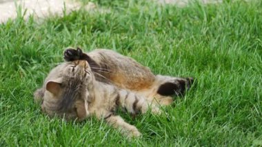Çizgili kedi yeşil çimlerin üzerinde yatar ve arka patisini yalar.