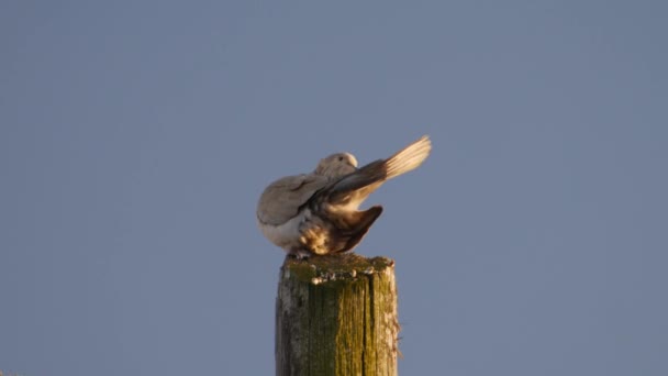 Una Colomba Grigia Pulisce Coda — Video Stock