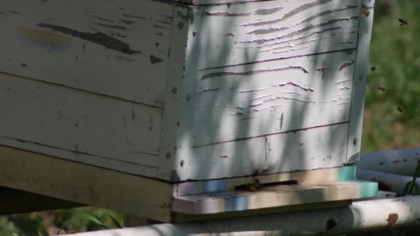 Colmena Con Abejas Sombra Árbol — Vídeos de Stock