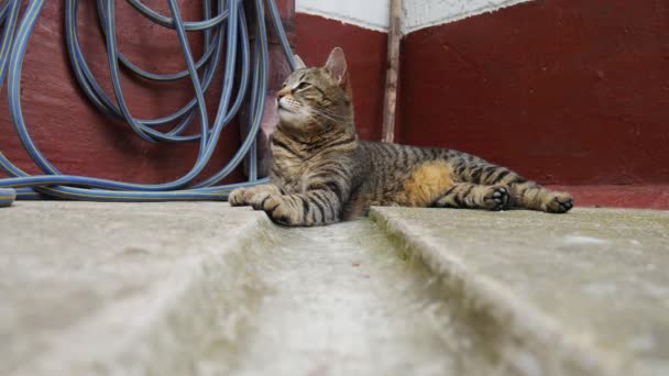 Γάτα Που Βρίσκεται Στην Τσιμεντένια Αυλή Του Σπιτιού — Αρχείο Βίντεο