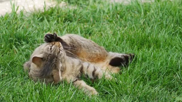 Die Gestreifte Katze Liegt Auf Dem Grünen Gras Und Leckt — Stockvideo