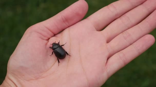 女性の手に大きな黒い虫 — ストック動画