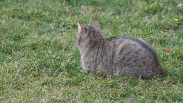 Kot Paski Zielonymi Oczami Leży Trawie — Wideo stockowe