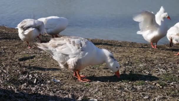 Białe Gęsi Myją Się Jedzą Trawę Nad Rzeką — Wideo stockowe