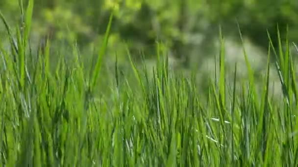 Green Grass Flutters Wind Spring Sun — Stock Video