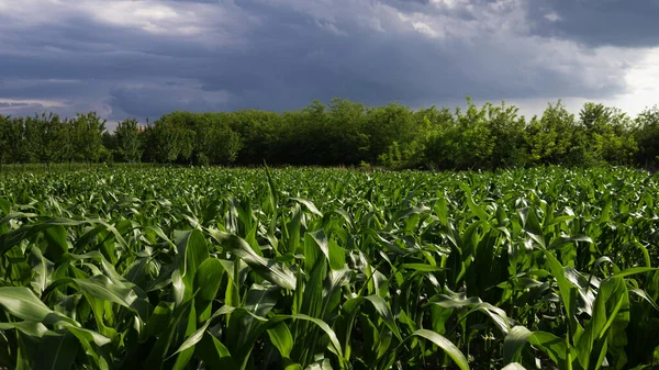 Yeşil mısır tarlası ve mavi gökyüzü. Tarım arazisi.