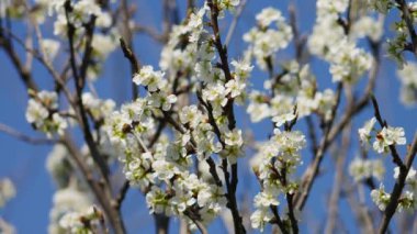 Ağacın tepesinde 3 'te 3, arılar polen topluyor..