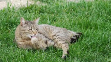 Yeşil çimenlikteki kedi patisini temizliyor.