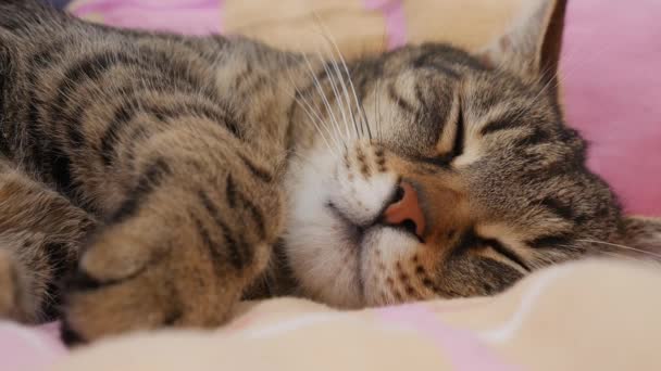 Ritratto Gatto Strisce Che Dorme Letto Gatto Apre Gli Occhi — Video Stock