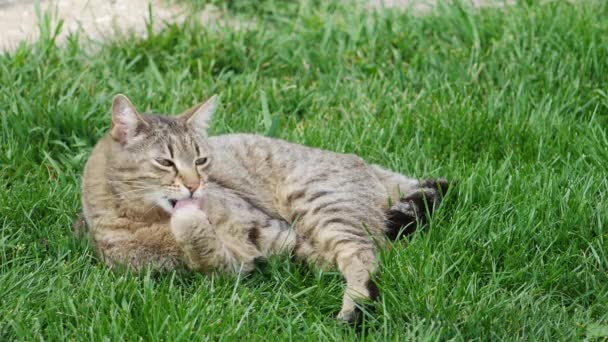 Cat Green Grass Cleans His Paw — Stock Video