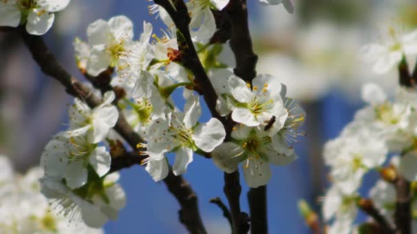 Weiße Blüten Der Baumkrone Bienen Sammeln Pollen — Stockvideo