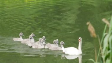 Dokuz gri genç kuğu annelerinin peşinden gölde yüzüyor..