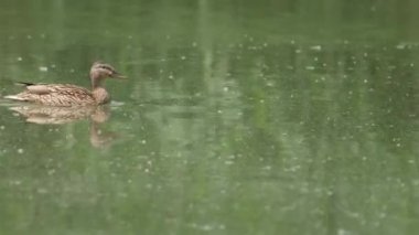 Ördek yeşil nehirde yüzer.