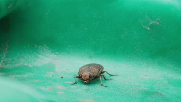 Escarabajo Grande Sobre Una Superficie Verde — Vídeo de stock