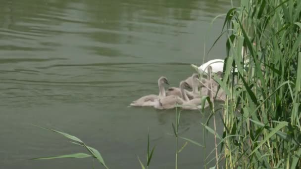 Una Madre Cisne Con Sus Cachorros Nada Largo Caña Del — Vídeos de Stock