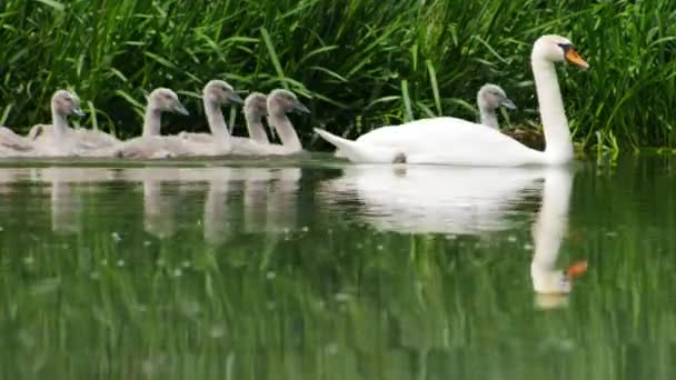 Swan Family Swims River Spring Swan Mother Her Cubs — Stock Video