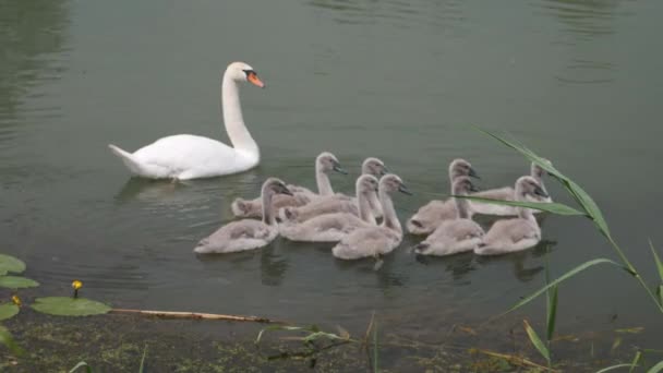 Famiglia Dei Cigni Cigno Madre Nove Cigni Prole Uccelli Galleggianti — Video Stock