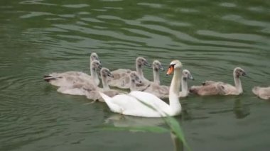 Sudaki Kuğu Ailesi.