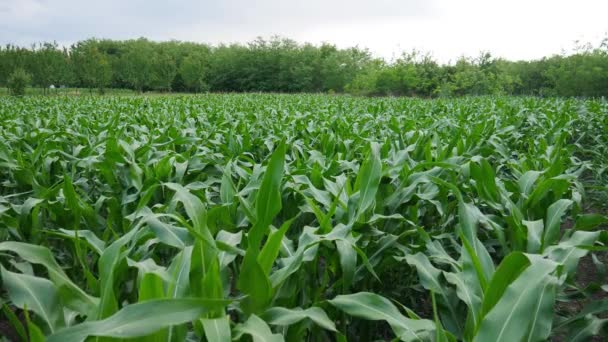 Wiatr Wieje Przez Pole Młodej Zielonej Kukurydzy — Wideo stockowe