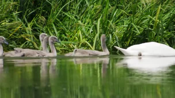 Een Zwanenmoeder Met Haar Welpen Zwemt Het Voorjaar Rivier — Stockvideo