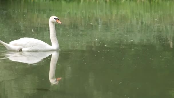 Gris bébé cygnes nager derrière maman cygnes sur une rivière.