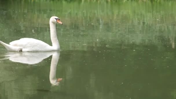 灰色的小天鹅在河边在天鹅妈妈身后游来游去 — 图库视频影像