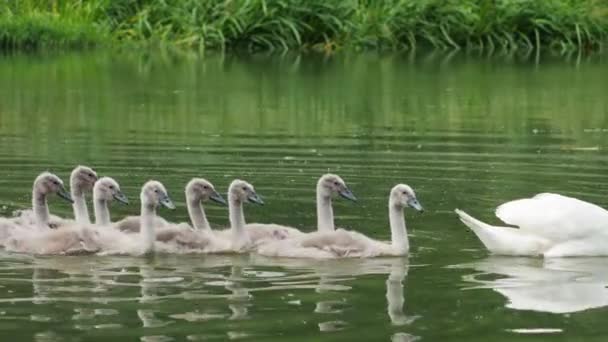 若い白鳥は母親の後を追って泳ぐ — ストック動画