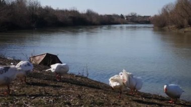Bir kaz sürüsü nehir kıyısında temizlenir.