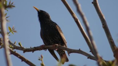 Sığırcık bir eş çağırır ve bir ağaç dalı bırakır..