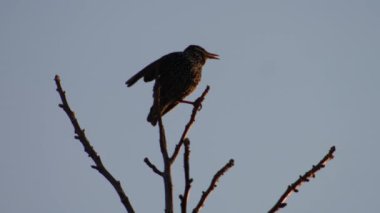 Yakından, ağacın tepesinde bir sığırcık ötüyor.