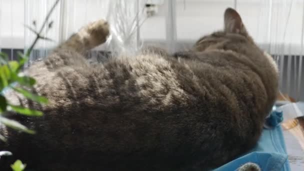 Gatto Sul Tavolo Gioca Con Tenda Bianca — Video Stock