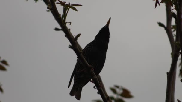 Étourneau Sur Une Branche Arbre Nuit — Video