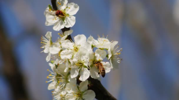 Die Biene Bestäubt Die Weißen Blüten Des Baumes Während Sie — Stockvideo