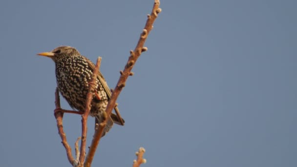 Starling Tree Branches Blue Sky — Stock video