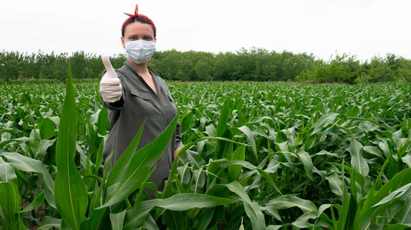 Mısır tarlasında yüzünde maskeyle dikilen ve eldiven takan bir kadın..