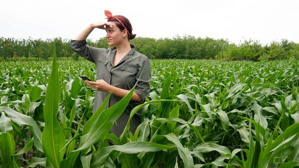 トウモロコシ畑の女性農家 — ストック写真