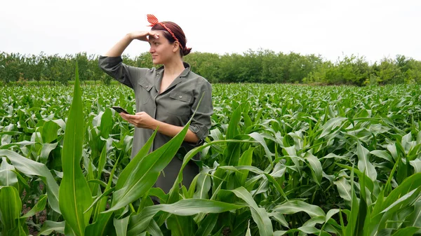 Campesina Campo Maíz — Foto de Stock