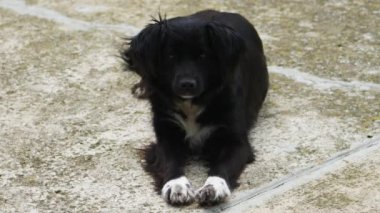 Siyah beyaz tüylü bir köpek sokakta uzanıyor, esniyor ve çerçeveden çıkıyor..