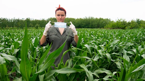 A woman in a corn field with rubber gloves puts a medical mask on her face.