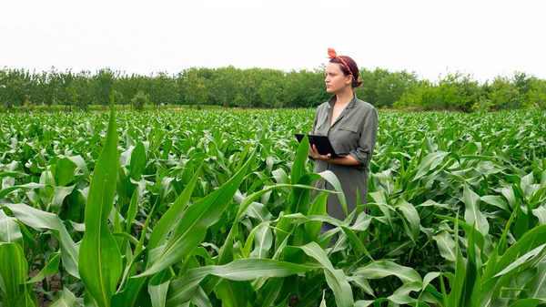 Mısır tarlasında tableti olan kadın çiftçi..