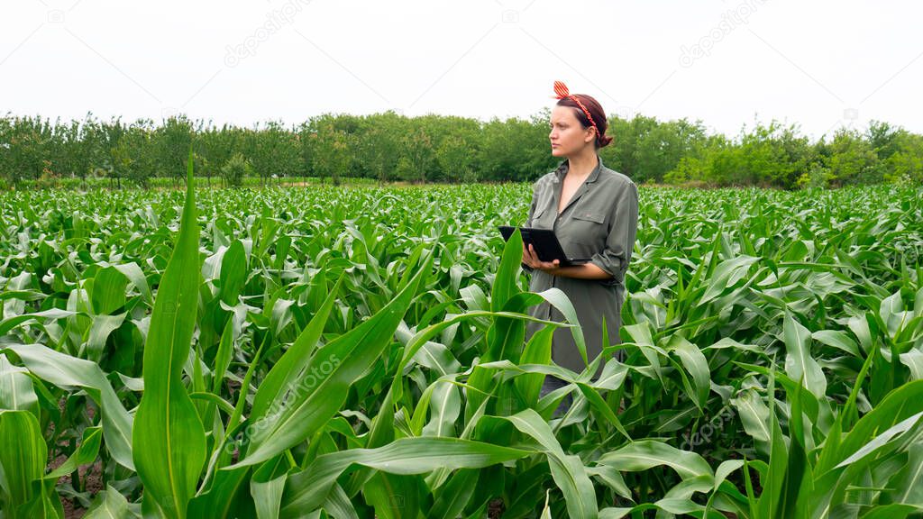 Female farmer with tablet in corn field.